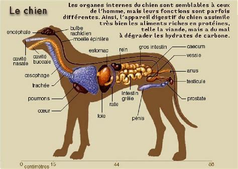 anatomie du chien femelle